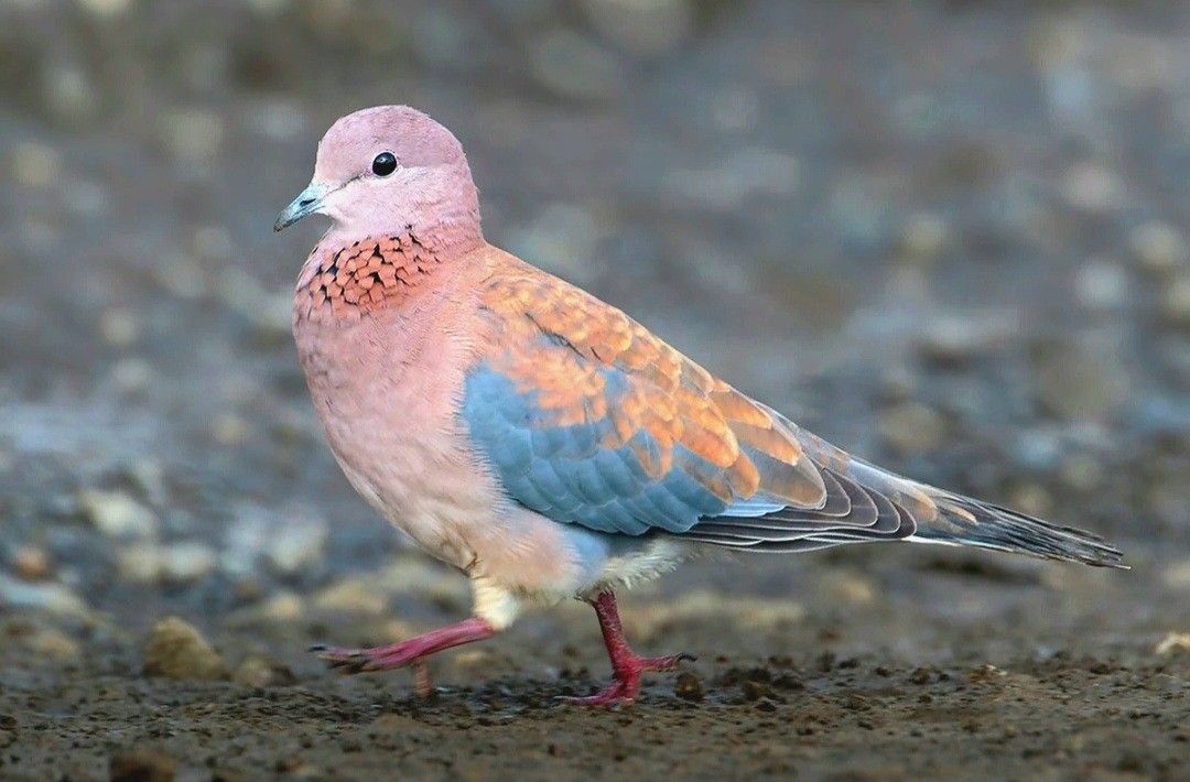 Laughing Dove
